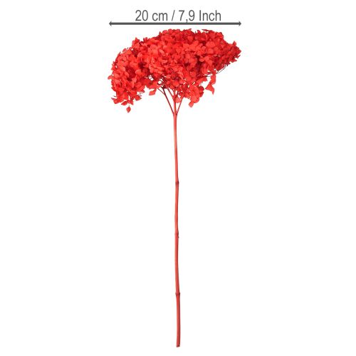 Floristik24 Hortensia décoratif séché préservé rouge Ø 20 cm 1 pièce