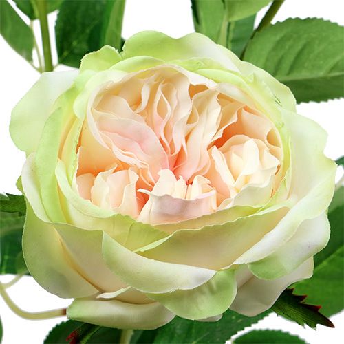 Floristik24 Déco rose crème-rose Ø10cm 52cm 3pcs