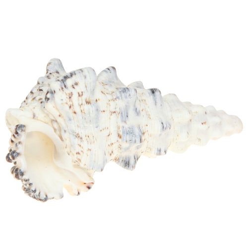Floristik24 Coquilles d&#39;escargot décoratives noires et blanches, coquille décoration naturelle 1kg