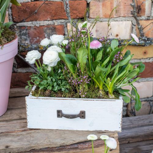 Floristik24 Tiroir décoratif bac à plantes blanc bois look vintage 25×13×8cm
