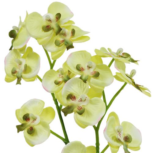 Floristik24 Mini orchidée vert clair avec globe 30cm