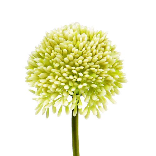 Floristik24 Déco allium crème Ø6.5cm L39cm