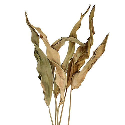 Floristik24 Feuilles décoratives nature 120cm 20 pcs