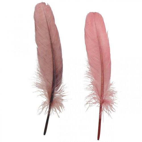 Floristik24 Plumes décoratives pour l&#39;artisanat Plumes d&#39;oiseaux véritables rose sombre 20g