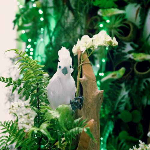 Floristik24 Cacatoès décoratif à plumes blanc L30cm