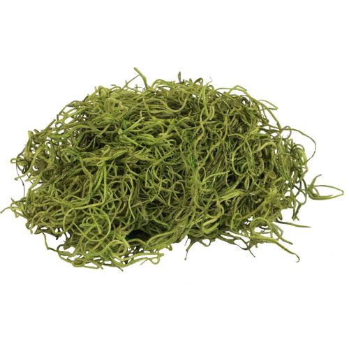 Floristik24 Mousse décorative forêt séchée mousse verte décoration naturelle 300g