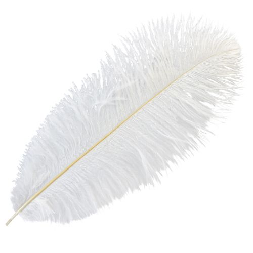 Article Plumes d&#39;Autruche Décoration Exotique Plumes Blanches 32-35cm 4pcs