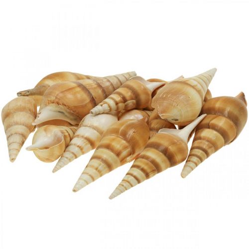 Floristik24 Coquille d&#39;escargot maritime déco pointu 1kg