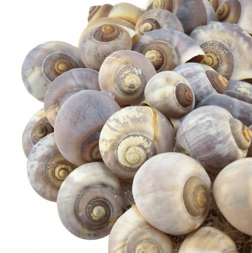 Article Couronne d&#39;escargots maritimes décorative à suspendre escargots de mer Ø25cm