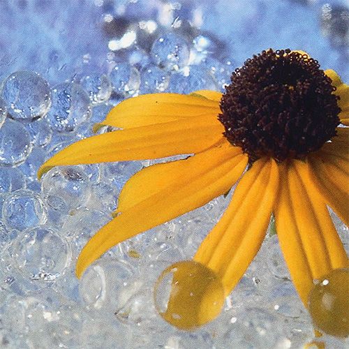 Floristik24 Gel déco Aqualinos 15g transparent