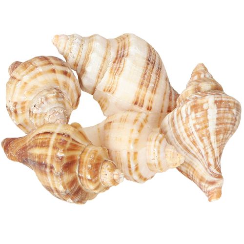 Article Coquillages décoratifs crème marron rayés 3 cm–8 cm 300 g