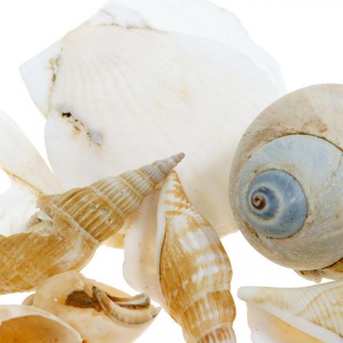 Article Coquilles d&#39;escargots déco Escargots de mer nature Décoration maritime 350g