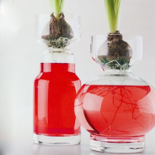 Floristik24 Colorant pour eau rouge 150 ml