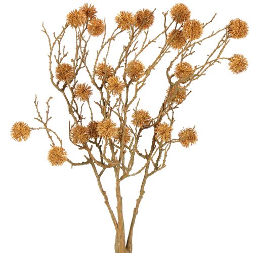 Floristik24 Branche décorative de liquidambar fruitier décoration ocre marron 48cm