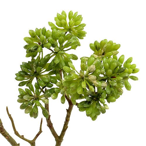 Floristik24 Branche déco verte 80cm