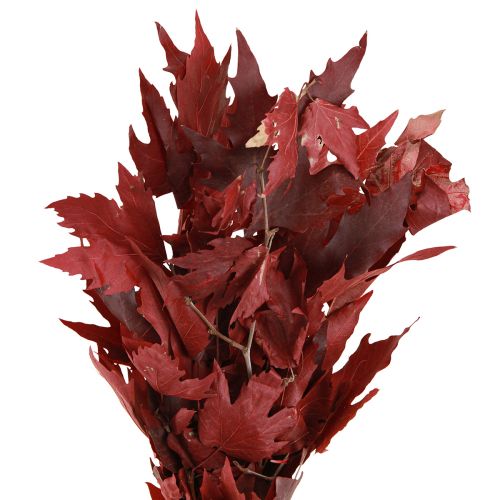 Floristik24 Branches décoratives feuilles d'érable feuilles d'érable décoratives rouges 50-60cm 100g