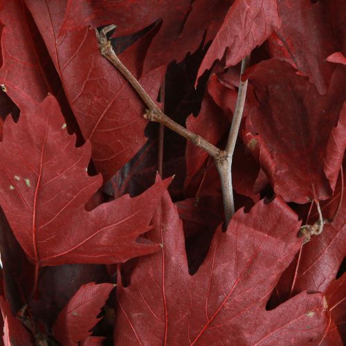 Floristik24 Branches décoratives feuilles d'érable feuilles d'érable décoratives rouges 50-60cm 100g