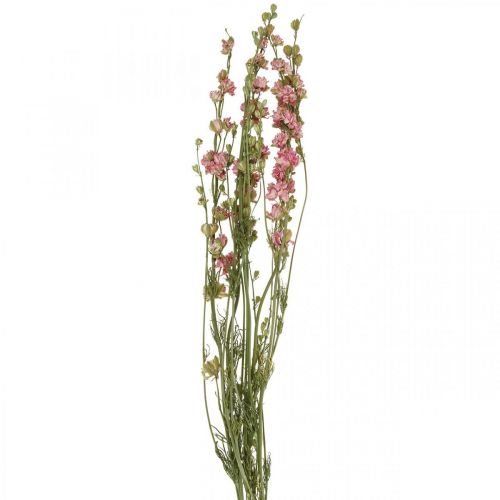 Article Fleur séchée delphinium, Delphinium rose, fleuristerie sèche L64cm 25g