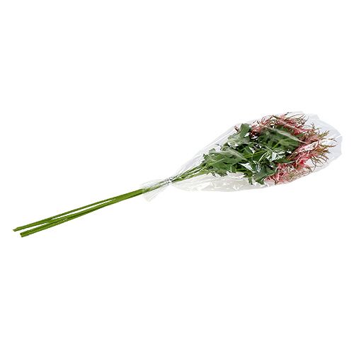 Floristik24 Branche de chardon rose, vert L. 67 cm 4 p.