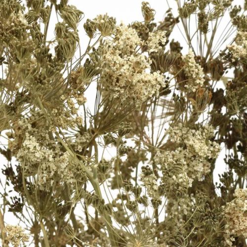 Fleurs séchées aneth nature sec floristique 50cm 20p