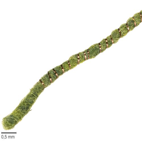 Floristik24 Cordon en laine verte avec fil doré, 5 m x 5 mm avec fil métallique, pour la décoration et les loisirs créatifs