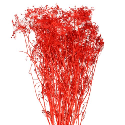 Fleurs séchées d&#39;ombellifères rouges 70 cm 150 g