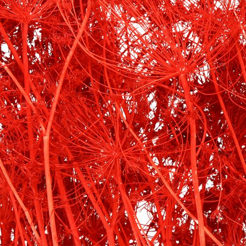 Article Fleurs séchées d&#39;ombellifères rouges 70 cm 150 g