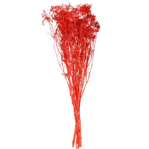 Article Fleurs séchées d&#39;ombellifères rouges 70 cm 150 g