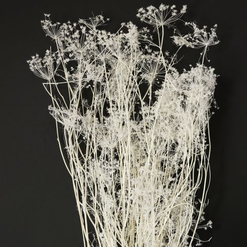 Fleurs séchées d&#39;ombellifères blanches 70-80 cm 150 g