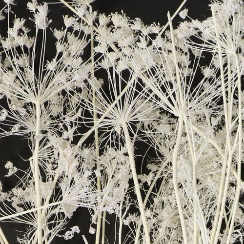 Article Fleurs séchées d&#39;ombellifères blanches 70-80 cm 150 g