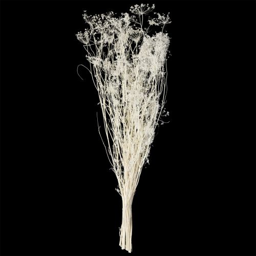 Article Fleurs séchées d&#39;ombellifères blanches 70-80 cm 150 g