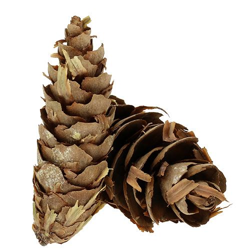 Article Pommes de pin de l'Oregon Pommes de sapin Douglas 70cm 7pcs
