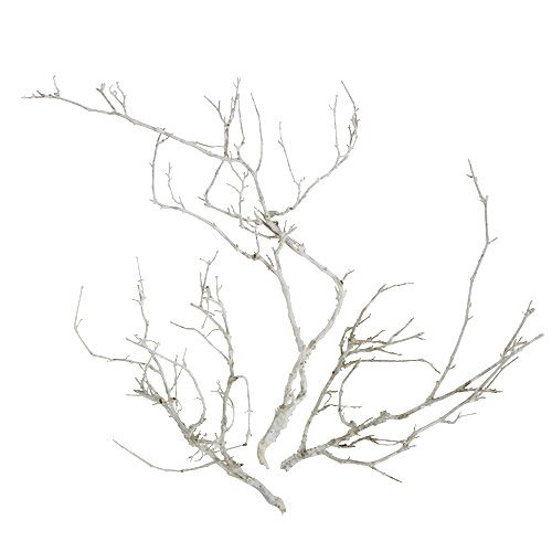 Floristik24 Arbre Sec Blanc lavé 500g