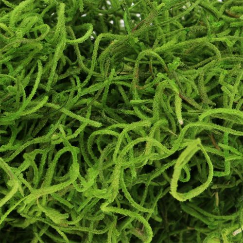 Floristik24 Jungle mousse vert printemps 250g