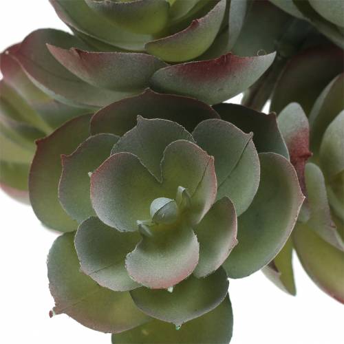 Article Succulente Echeveria vert foncé 21cm 3pcs