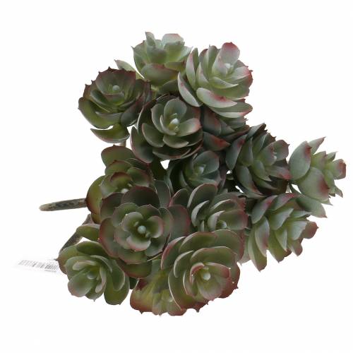 Floristik24 Succulente Echeveria vert foncé 21cm 3pcs