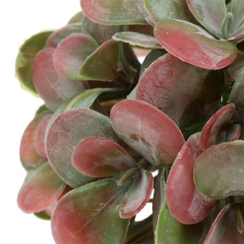 Floristik24 Boules Echeveria vertes, rouges Ø14cm 4pcs
