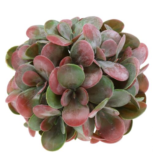Floristik24 Boules Echeveria vertes, rouges Ø14cm 4pcs