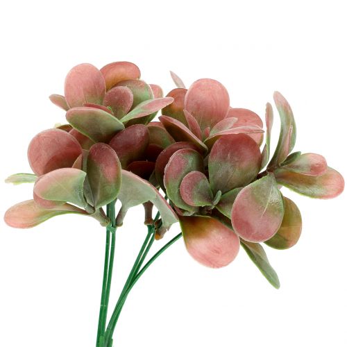 Floristik24 Branche d&#39;Echeveria vert, prune 24cm 6pcs