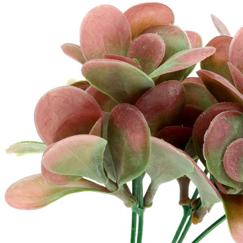 Article Branche d&#39;Echeveria vert, prune 24cm 6pcs