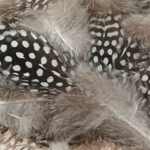 Floristik24 Véritables plumes de pintade plumes décoratives naturelles 4-12cm 100 pièces