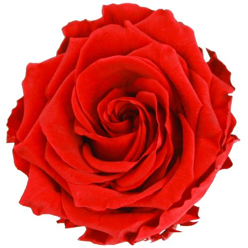 Roses éternelles Fleurs stabilisées Roses rouges Ø8,5cm 4pcs