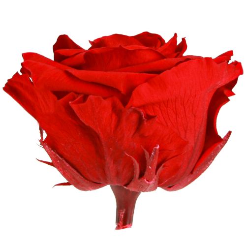 Article Roses éternelles Fleurs stabilisées Roses rouges Ø8,5cm 4pcs