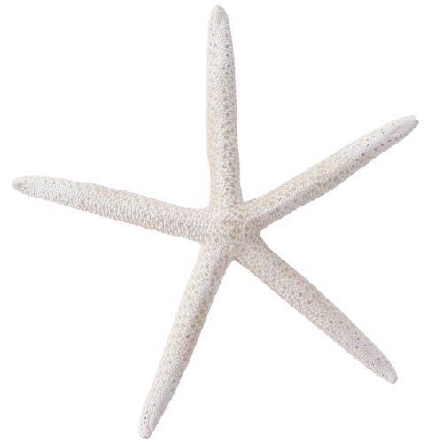 Article Véritable étoile de mer naturelle décorative maritime Ø16–20cm 10 pcs