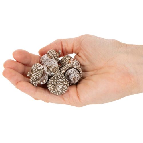 Epis naturels blanchis pour décoration 1-3 cm 300g | Floristik24.fr
