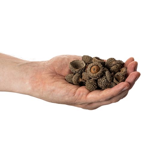 Article Ecailles de glands naturelles 2 cm 300 g décoration automne et Noël