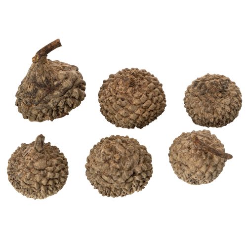 Article Ecailles de glands naturelles 2 cm 300 g décoration automne et Noël