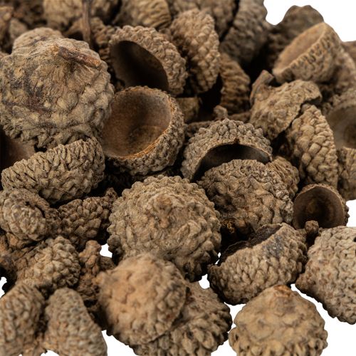 Ecailles de glands naturelles 2 cm 300 g décoration automne et Noël | Floristik24.fr