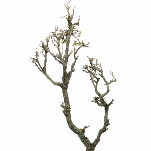 Floristik24 Branche décorative naturelle chêne bonsaï