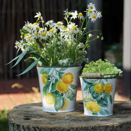 Floristik24 Seau décoratif citrons Jardinière méditerranéenne Ø13,5/11/9cm H14/11,5/cm lot de 3